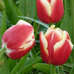 Tulipán triunfo 'Leen van der Mark'